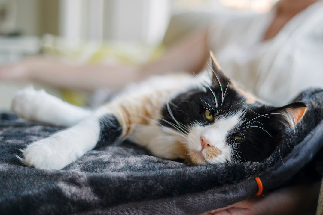 Snuggle Bed